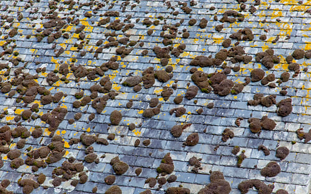 Hailstones resting on an asphalt shingle roof after a severe Nebraska thunderstorm